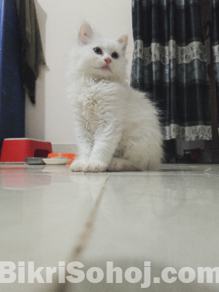 Persian and Angora Kittens(Triple coat fur)